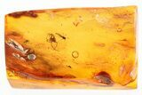 Fossil Spider (Araneae) & Two Midges (Chironomidae) In Baltic Amber #307694-1